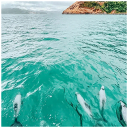 hectors dolphins