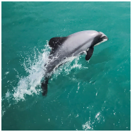 dolphins akaroa