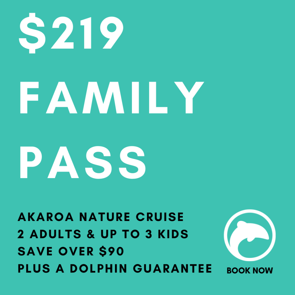 hectors dolphin akaroa cruise family pass