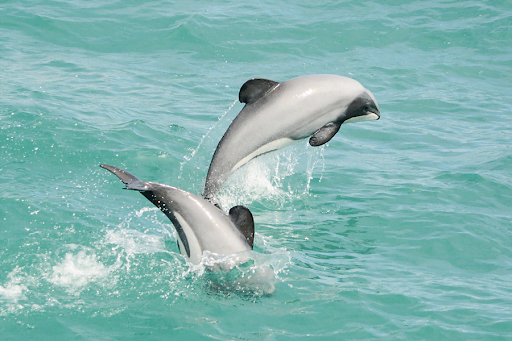 akaroa dolphin and seal wildlife